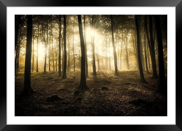  Kings Wood in Autumn Framed Mounted Print by Ian Hufton