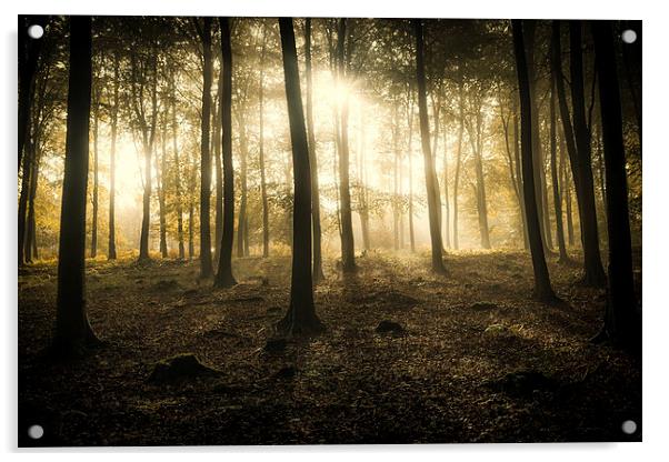  Kings Wood in Autumn Acrylic by Ian Hufton