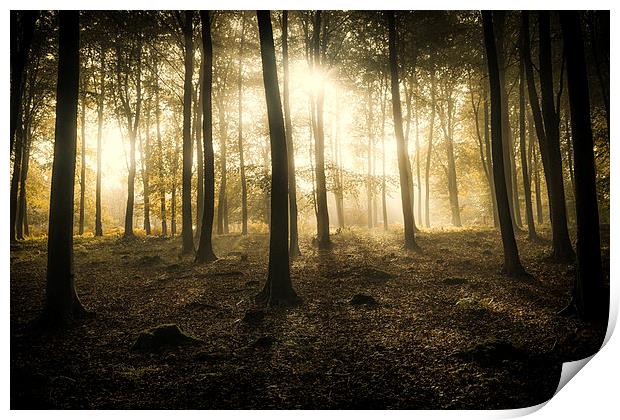  Kings Wood in Autumn Print by Ian Hufton