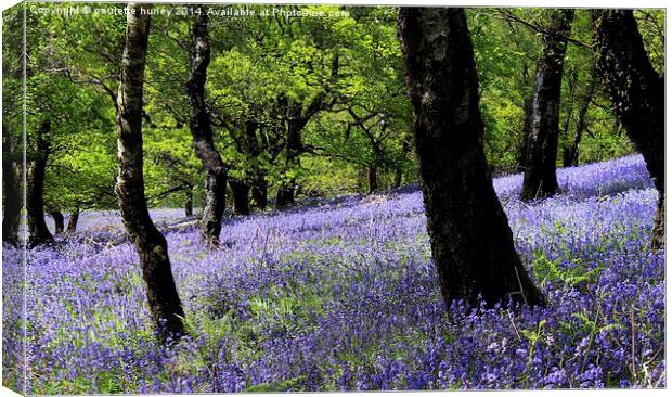  Bluebell Woodland. Caerphilly, Wales. Canvas Print by paulette hurley