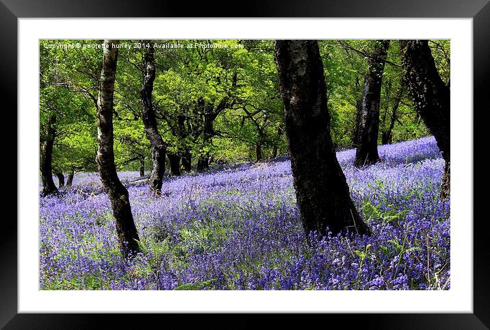  Bluebell Woodland. Caerphilly, Wales. Framed Mounted Print by paulette hurley
