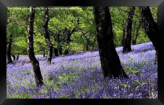  Bluebell Woodland. Caerphilly, Wales. Framed Print by paulette hurley