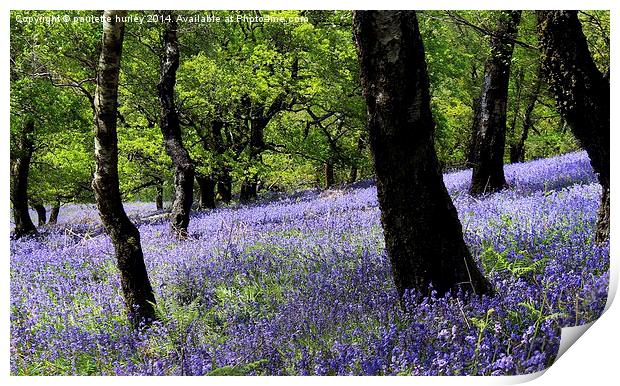  Bluebell Woodland. Caerphilly, Wales. Print by paulette hurley