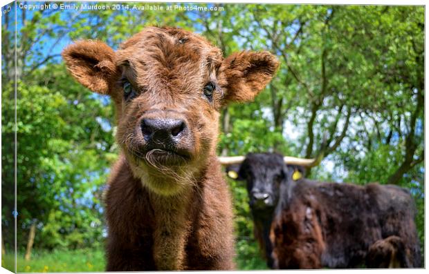 Black Highland Cow and Calf Canvas Print by Emily Murdoch