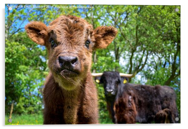  Black Highland Cow and Calf Acrylic by Emily Murdoch