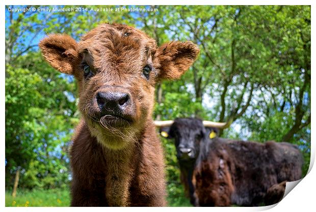  Black Highland Cow and Calf Print by Emily Murdoch