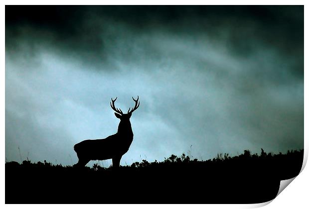    Stag silhouette Print by Macrae Images