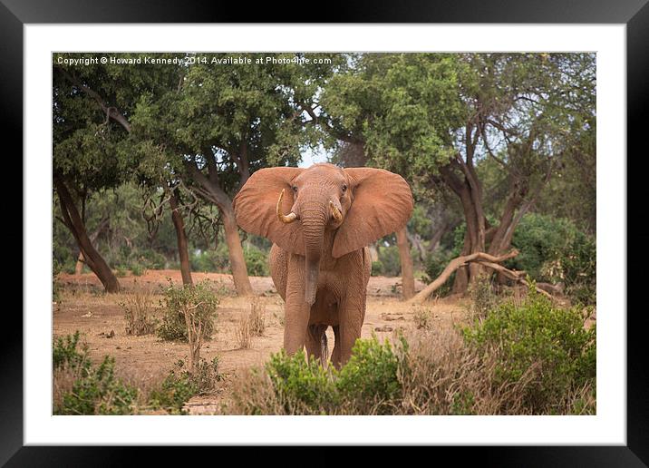 Bull Elephant threat posture Framed Mounted Print by Howard Kennedy