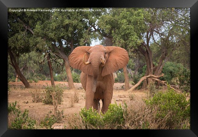 Bull Elephant threat posture Framed Print by Howard Kennedy