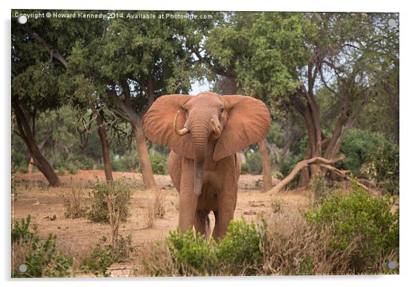 Bull Elephant threat posture Acrylic by Howard Kennedy