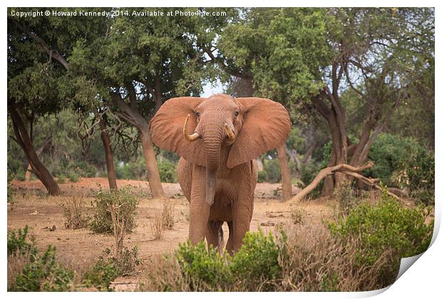 Bull Elephant threat posture Print by Howard Kennedy