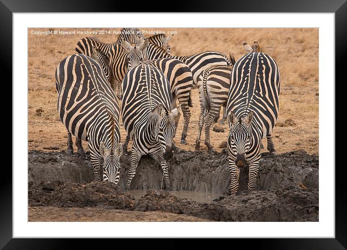 Nervous Zebra at waterhole Framed Mounted Print by Howard Kennedy