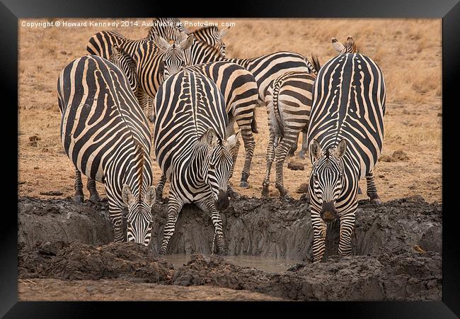 Nervous Zebra at waterhole Framed Print by Howard Kennedy
