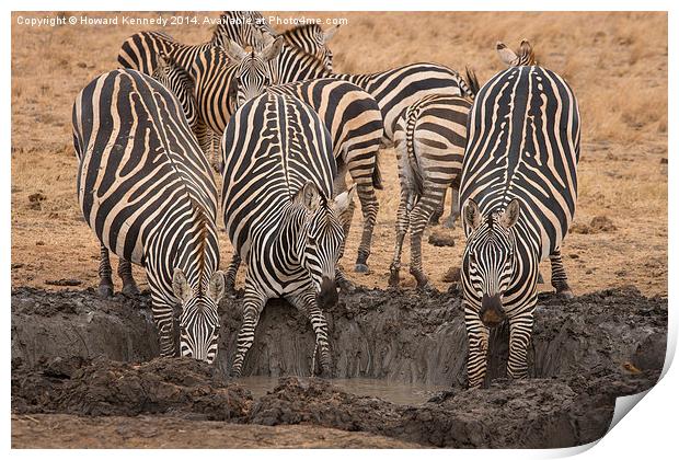 Nervous Zebra at waterhole Print by Howard Kennedy
