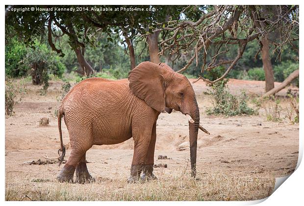 Elephant with shattered tusks Print by Howard Kennedy