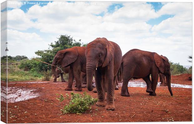 Baby Elephants at orphanage Canvas Print by Howard Kennedy