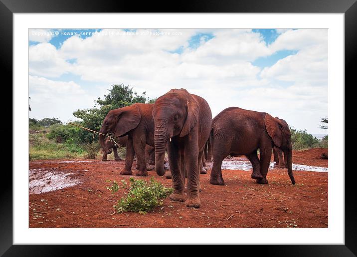 Baby Elephants at orphanage Framed Mounted Print by Howard Kennedy