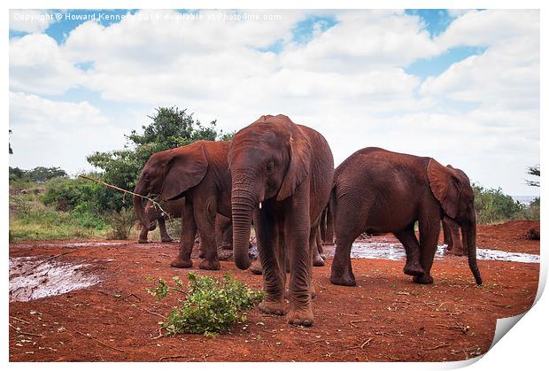 Baby Elephants at orphanage Print by Howard Kennedy