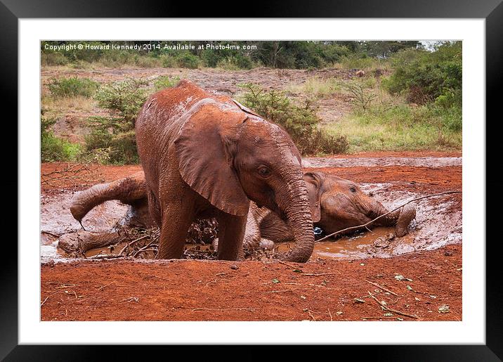 Baby Elephants playing in mud Framed Mounted Print by Howard Kennedy