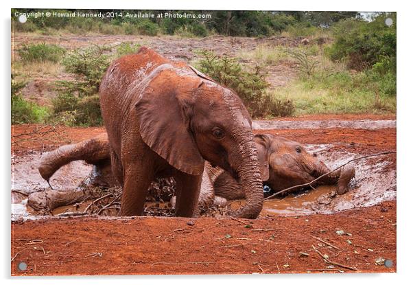 Baby Elephants playing in mud Acrylic by Howard Kennedy