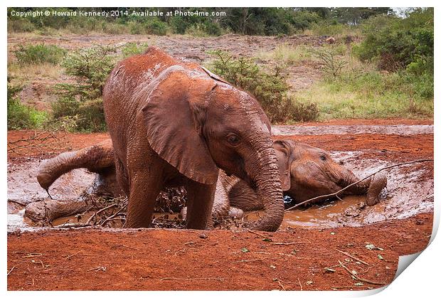 Baby Elephants playing in mud Print by Howard Kennedy