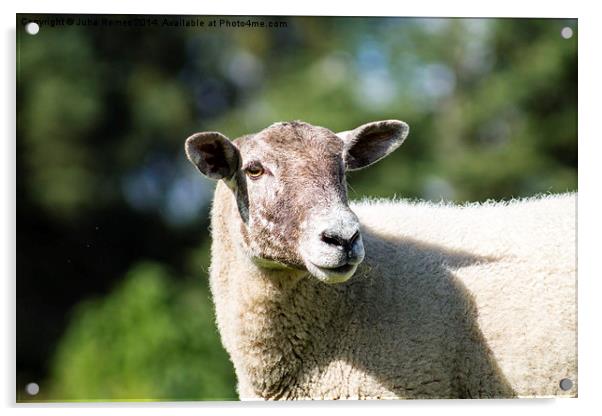 Adult Sheep Acrylic by Juha Remes