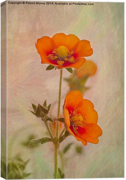  Orange Potentilla Canvas Print by Robert Murray