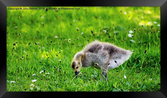 Baby Gosling Framed Print by Juha Remes