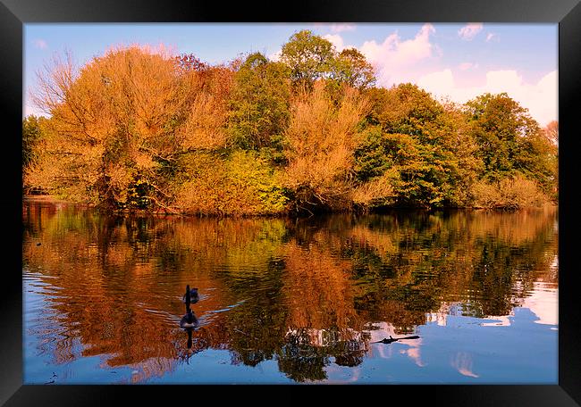  autumn reflections Framed Print by sue davies