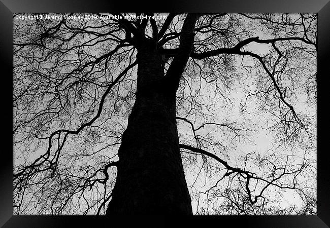  The Black Tree Framed Print by Jeremy Moseley