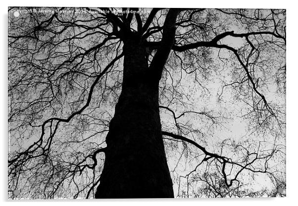  The Black Tree Acrylic by Jeremy Moseley