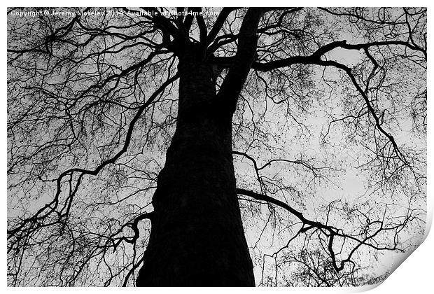 The Black Tree Print by Jeremy Moseley