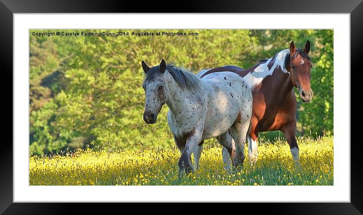  Horses amongst Buttercups Framed Mounted Print by Carolyn Farthing-Dunn