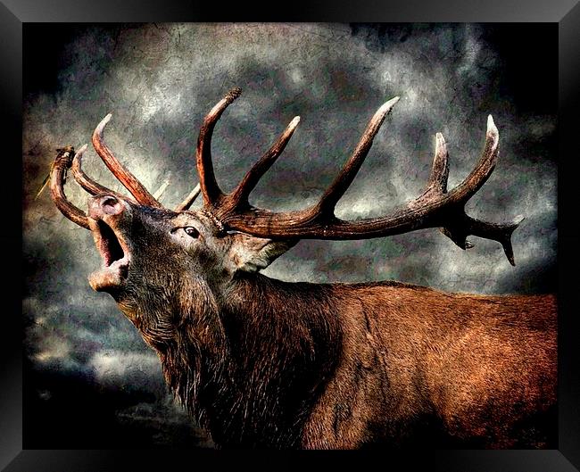 Call of the wild Framed Print by Alan Mattison