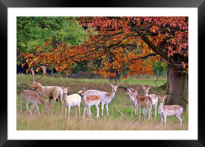  Its Autumn Deer. Framed Mounted Print by Carolyn Farthing-Dunn