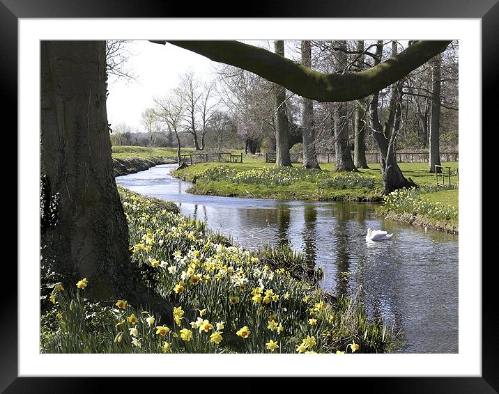 "Springtime" River Wensum Norfolk Framed Mounted Print by john hartley