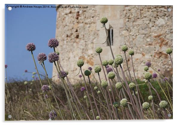Enchanting Wild Garlic on Menorca Coast Acrylic by Andrew Heaps