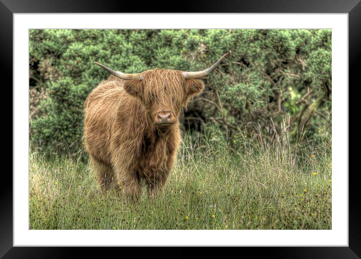  Highland Coo Framed Mounted Print by Alexander Roscow