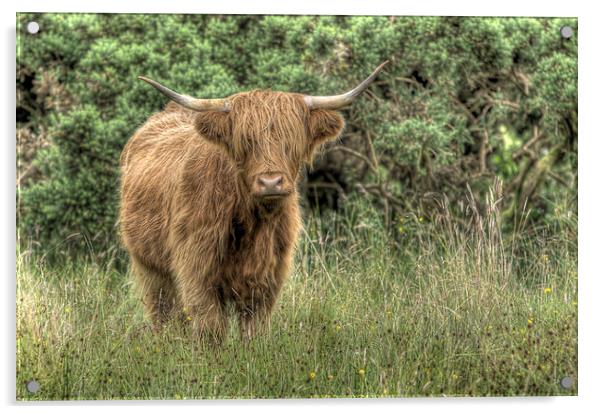  Highland Coo Acrylic by Alexander Roscow