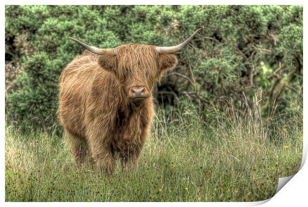  Highland Coo Print by Alexander Roscow