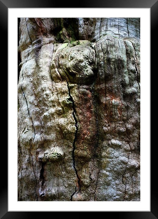 Tree Bark in Sherwood Forest Nottingham Framed Mounted Print by Jacqui Farrell