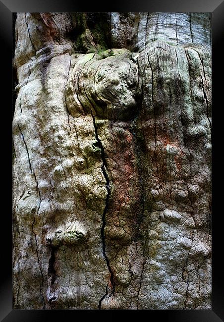 Tree Bark in Sherwood Forest Nottingham Framed Print by Jacqui Farrell