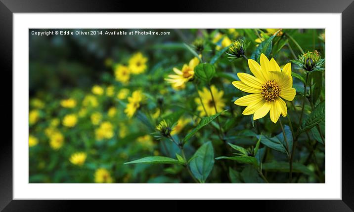 Hedge of Yellow  Framed Mounted Print by Eddie Oliver