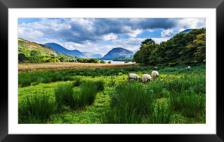 Sheep Grazing At Loweswater, Lake District, Cumbri Framed Mounted Print by Steven Garratt