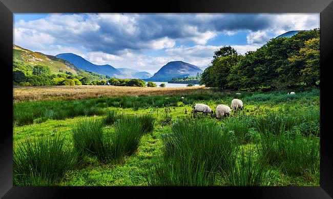 Sheep Grazing At Loweswater, Lake District, Cumbri Framed Print by Steven Garratt
