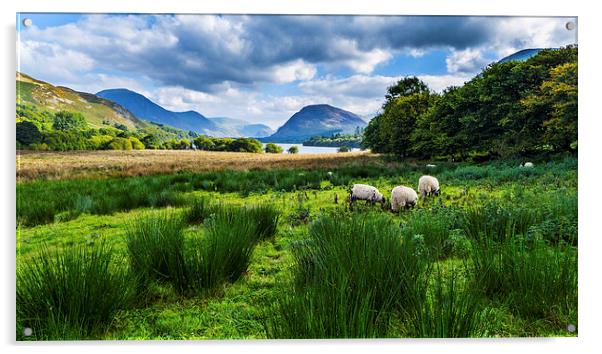 Sheep Grazing At Loweswater, Lake District, Cumbri Acrylic by Steven Garratt
