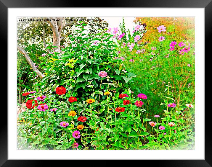 Gardeners delight.  Framed Mounted Print by Jason Williams