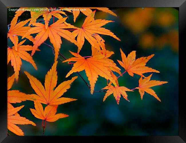  Autumn colours. Framed Print by paul cobb