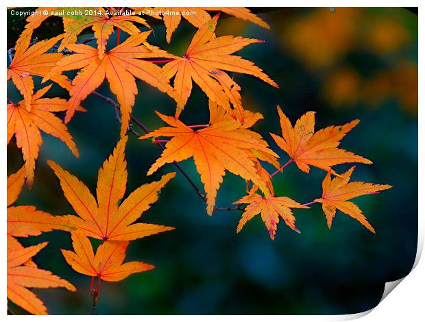  Autumn colours. Print by paul cobb