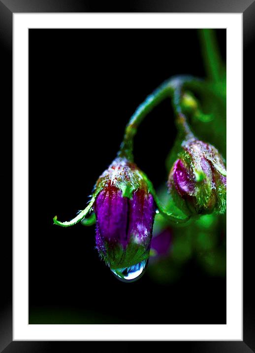  Teardrop Framed Mounted Print by sylvia scotting
